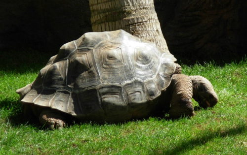 loro-park-tenerife