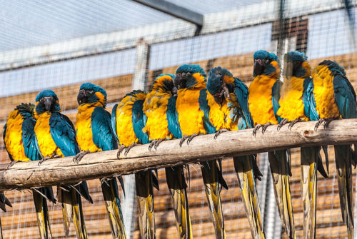 loro-park-tenerife