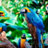 loro-park-tenerife