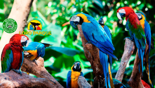 loro-park-tenerife