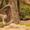 loro-park-tenerife