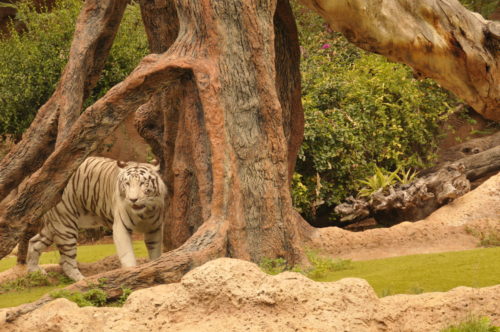 loro-park-tenerife
