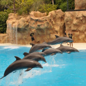 loro-park-tenerife-belépő-jegy-0