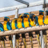loro-park-tenerife-belépő-jegy-0