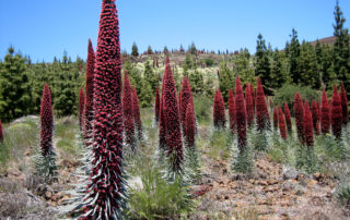 Tenerife-noveny-Tajinaste_rojo
