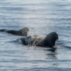 Gran-Canaria-Hajokirandulas-delfinles-uvegfeneku-hajoval