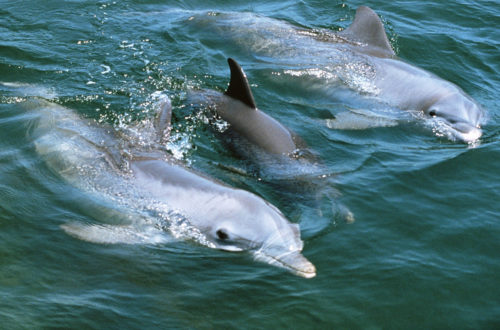 Gran-Canaria-Hajokirandulas-delfinles-uvegfeneku-hajoval