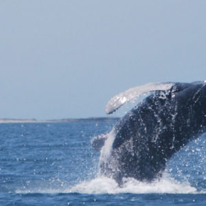 Gran-Canaria-Hajokirandulas-delfinles-uvegfeneku-hajoval