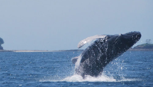 Gran-Canaria-Hajokirandulas-delfinles-uvegfeneku-hajoval