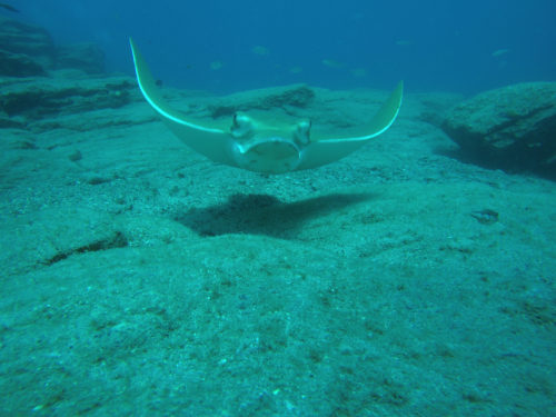 Buvarkodas Tenerifen