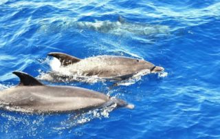 5-5-legjobb-gyerekprogram-Tenerifén-amit-a-szülők-is-élvezni-fognak