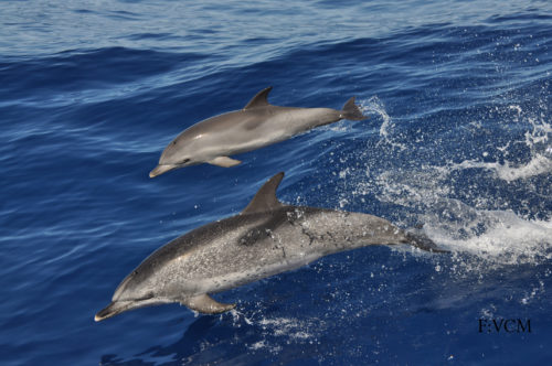 Bálna-és-delfinles-katamaránnal-Grabn-Canaria