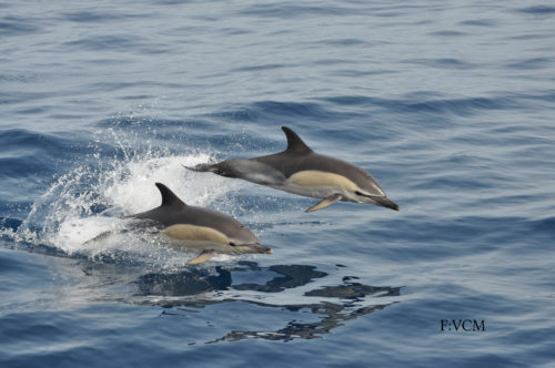 Bálna-és-delfinles-katamaránnal-Grabn-Canaria