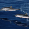 Bálna-és-delfinles-katamaránnal-Grabn-Canaria