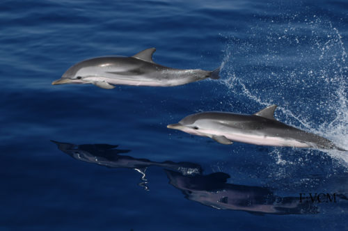 Bálna-és-delfinles-katamaránnal-Grabn-Canaria