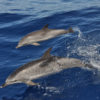 Bálna-és-delfinles-katamaránnal-Gran-Canaria