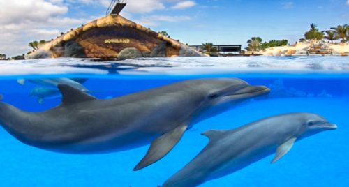 aqualand-csuszdapark-tenerife-1