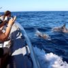 Delfin-bálnales-motorcsónakkal-Fuerteventura