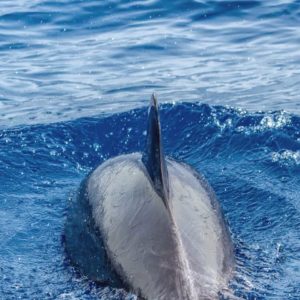 Delfin-bálnales-motorcsónakkal-Fuerteventura