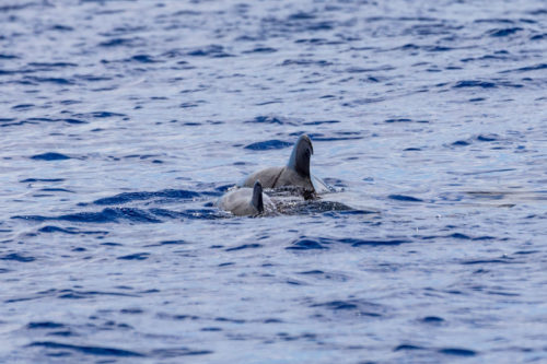 Delfin-bálnales-Madeira