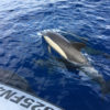 Delfin-bálnales-Madeira