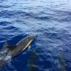 Delfin-bálnales-Madeira