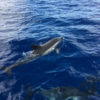 Delfin-bálnales-Madeira