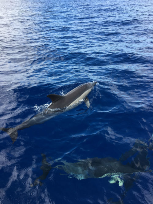 Delfin-bálnales-Madeira