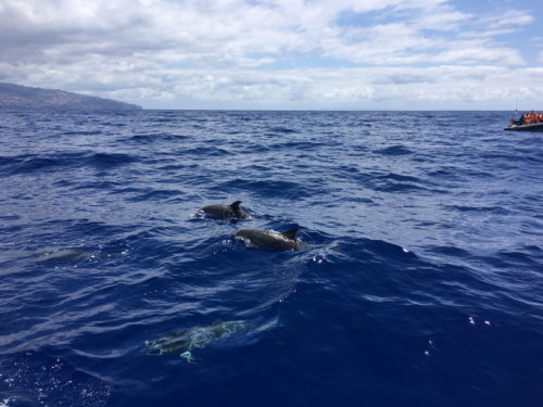 Delfin-bálnales-Madeira