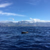 Delfin-bálnales-Madeira
