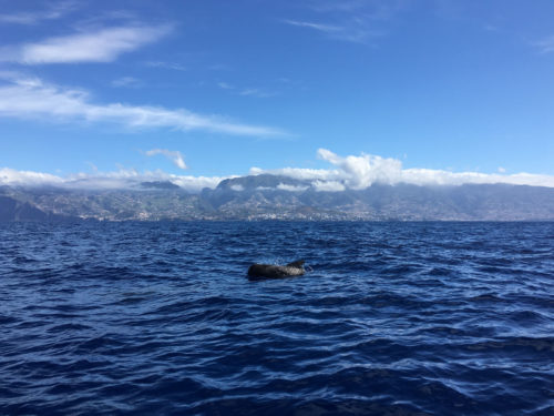 Delfin-bálnales-Madeira