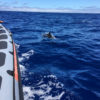 Delfin-bálnales-Madeira