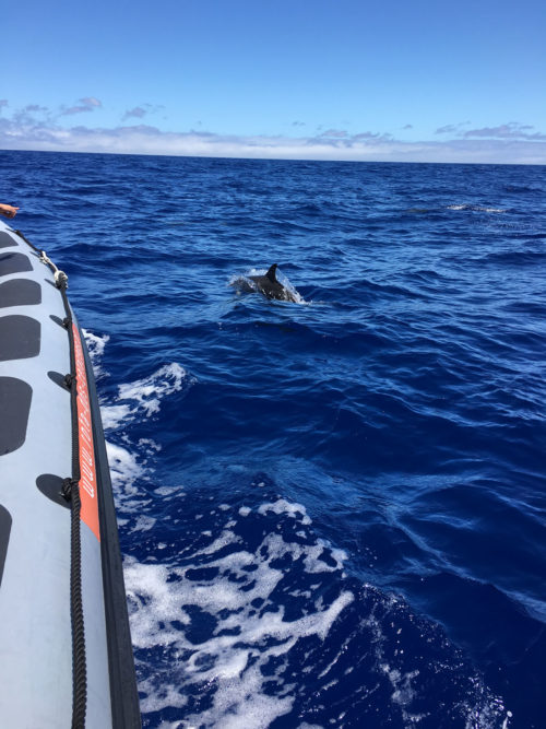 Delfin-bálnales-Madeira