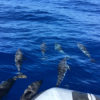 Delfin-bálnales-Madeira