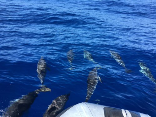 Delfin-bálnales-Madeira
