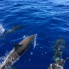 Delfin-bálnales-Madeira
