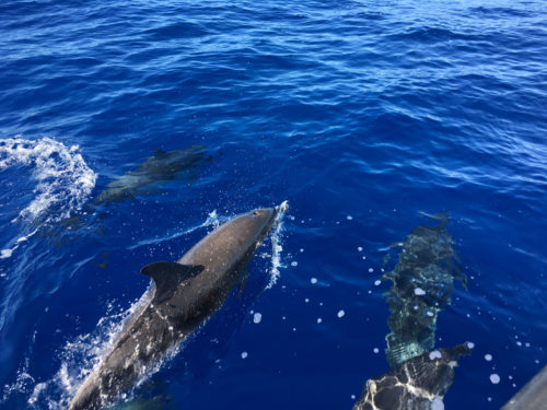 Delfin-bálnales-Madeira