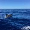 Delfin-bálnales-Madeira