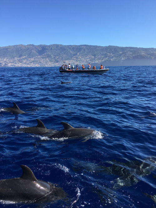 Delfin-bálnales-Madeira