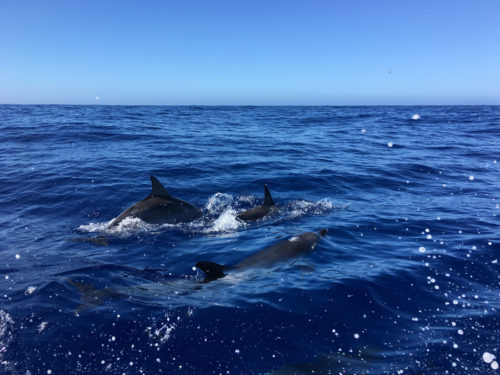 Delfin-bálnales-Madeira