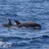 Delfin-bálnales-Madeira