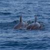 Delfin-bálnales-Madeira