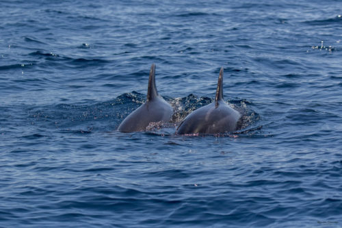 Delfin-bálnales-Madeira