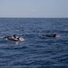 Delfin-bálnales-Madeira