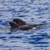 Delfin-bálnales-Madeira