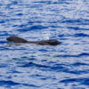 Delfin-bálnales-Madeira