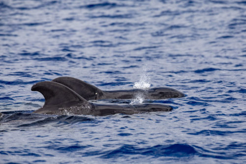 Delfin-bálnales-Madeira