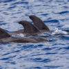 Delfin-bálnales-Madeira