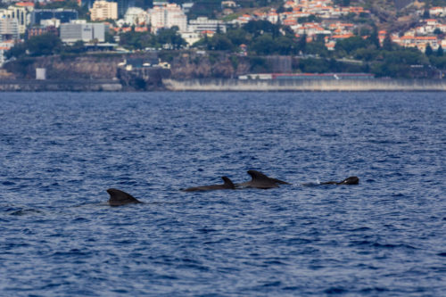 Delfin-bálnales-Madeira
