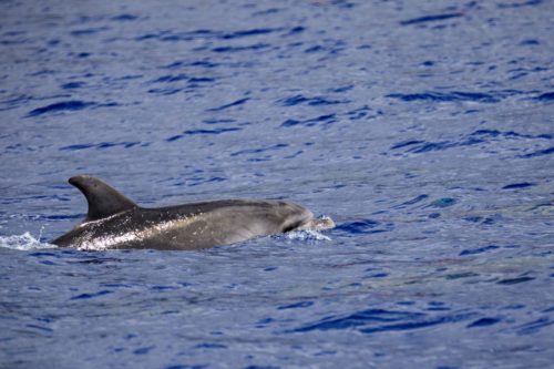 Delfin-bálnales-Madeira